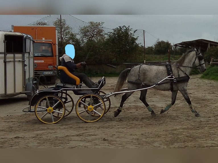 Lipizzano Giumenta 9 Anni 154 cm Grigio trotinato in juayé monday
