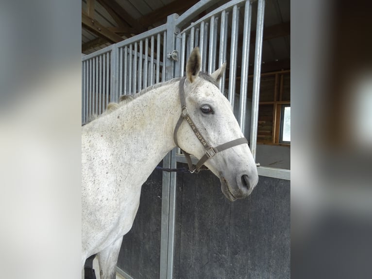 Lipizzano Giumenta 9 Anni 154 cm Grigio trotinato in juayé monday