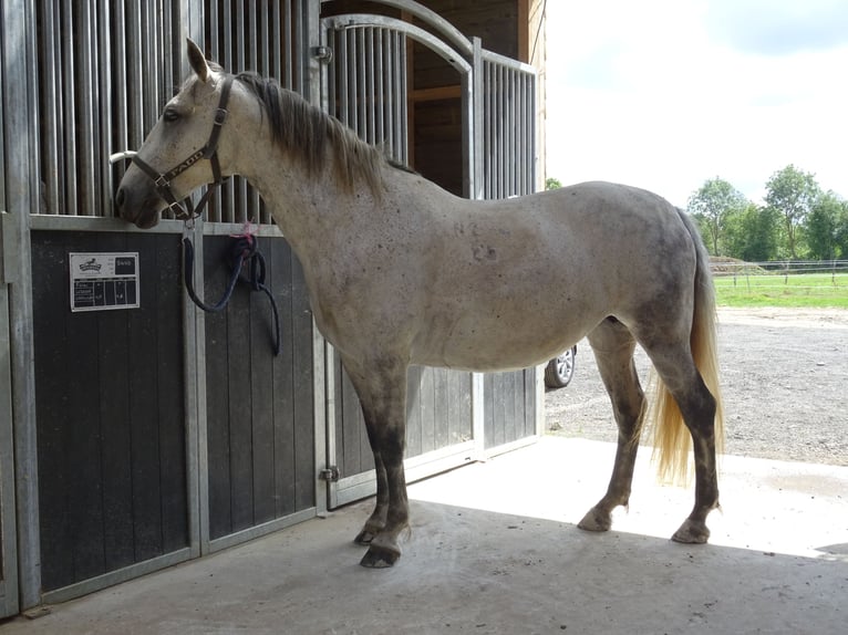 Lipizzano Giumenta 9 Anni 154 cm Grigio trotinato in juayé monday