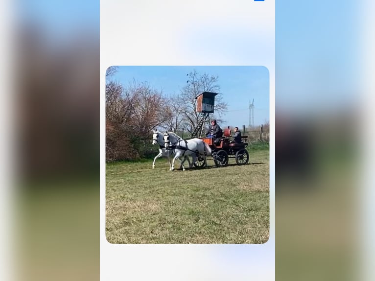 Lipizzano Giumenta 9 Anni 160 cm Bianco in Tass