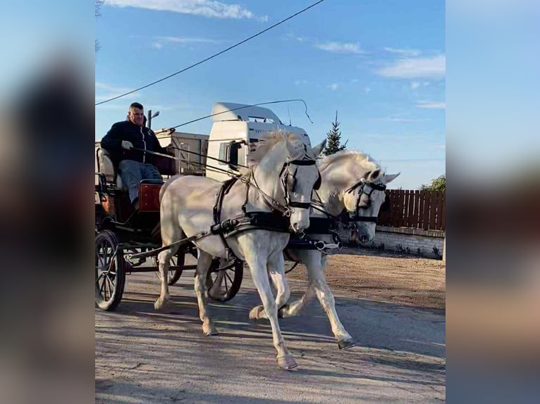 Lipizzano Giumenta 9 Anni 168 cm Bianco in Burgenland