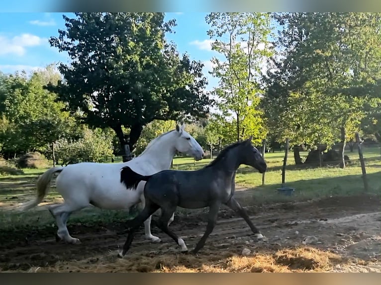 Lipizzano Giumenta Puledri (04/2025) 140 cm Grigio in Tordas