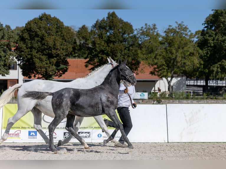 Lipizzano Giumenta Puledri (04/2026) 164 cm Grigio in Trnovska Vas