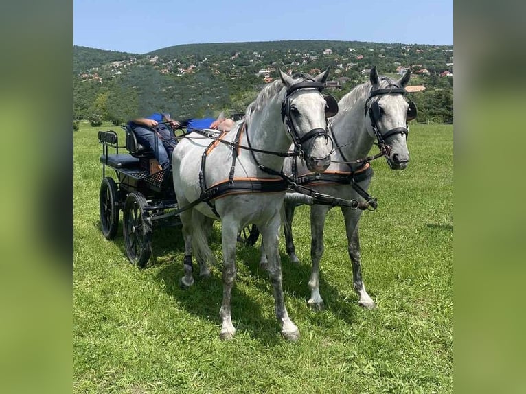 Lipizzano Stallone 12 Anni 156 cm  in Maloja