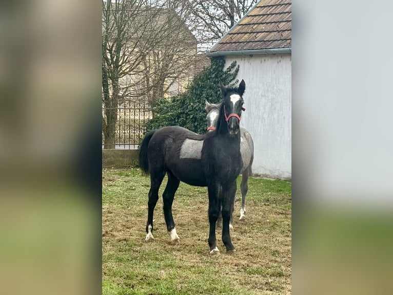 Lipizzano Stallone 1 Anno 134 cm Grigio in Vokány