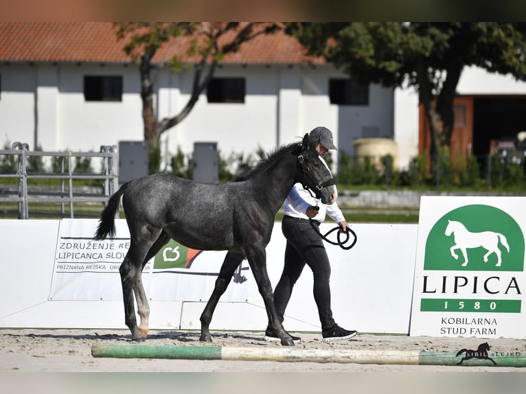 Lipizzano Stallone 1 Anno 160 cm Grigio in Slovenske Konjice