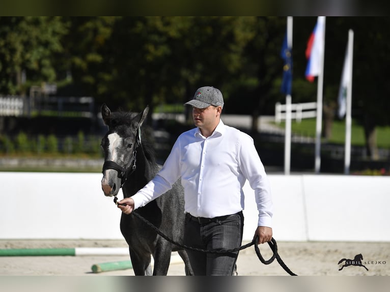 Lipizzano Stallone 1 Anno 160 cm Grigio in Slovenske Konjice