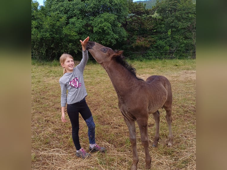 Lipizzano Stallone 2 Anni 151 cm Morello in Kozina