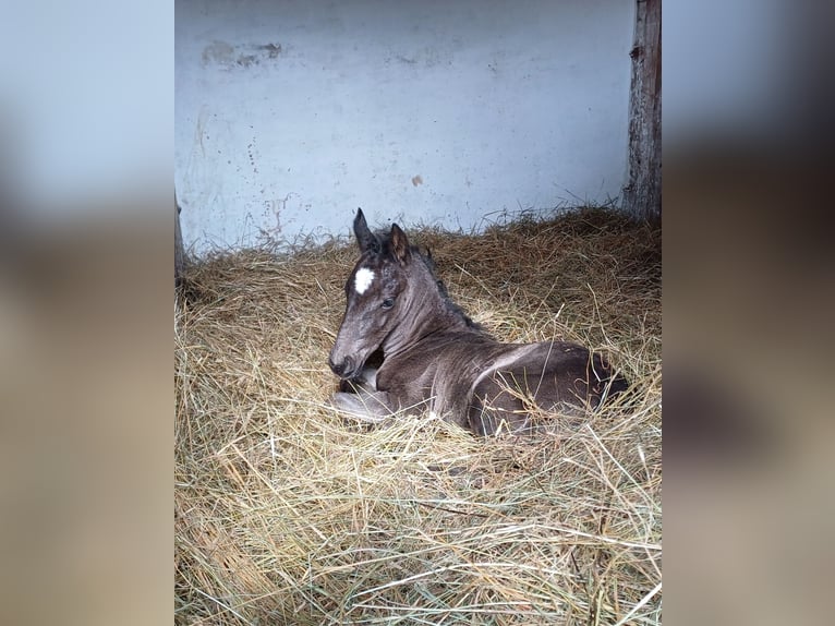 Lipizzano Stallone 2 Anni 151 cm Morello in Kozina