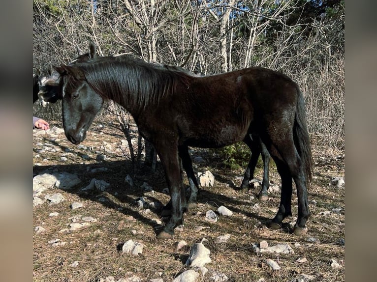 Lipizzano Stallone 2 Anni 151 cm Morello in Kozina