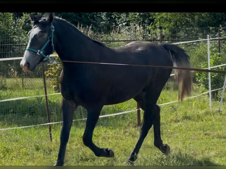 Lipizzano Mix Stallone 2 Anni 155 cm Grigio ferro in Rechnitz
