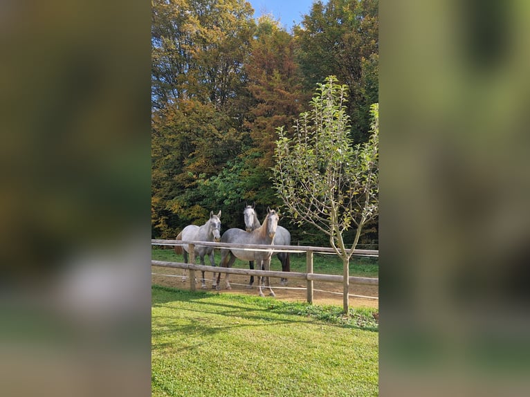 Lipizzano Stallone 2 Anni 157 cm Grigio in Trnovska vas