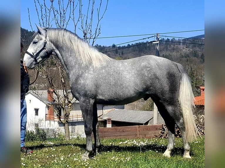 Lipizzano Stallone 3 Anni 155 cm Grigio in Vremski Britof