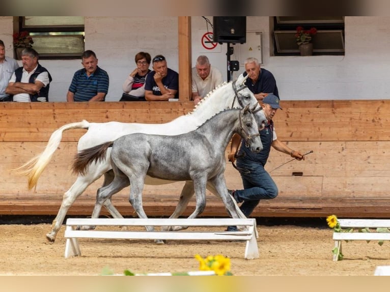 Lipizzano Stallone 3 Anni 160 cm Grigio in Radovljica