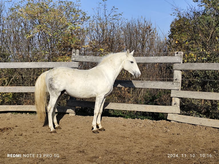 Lipizzano Stallone 3 Anni 165 cm Bianco in Ravazd