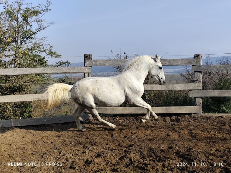 Lipizzano Stallone 3 Anni 165 cm Bianco in Ravazd