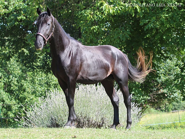 Lipizzano Stallone 4 Anni 160 cm Morello in Ptuj