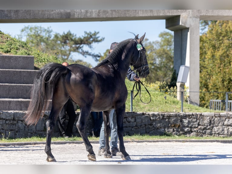 Lipizzano Stallone 4 Anni Morello in Kostanjevica na Krki