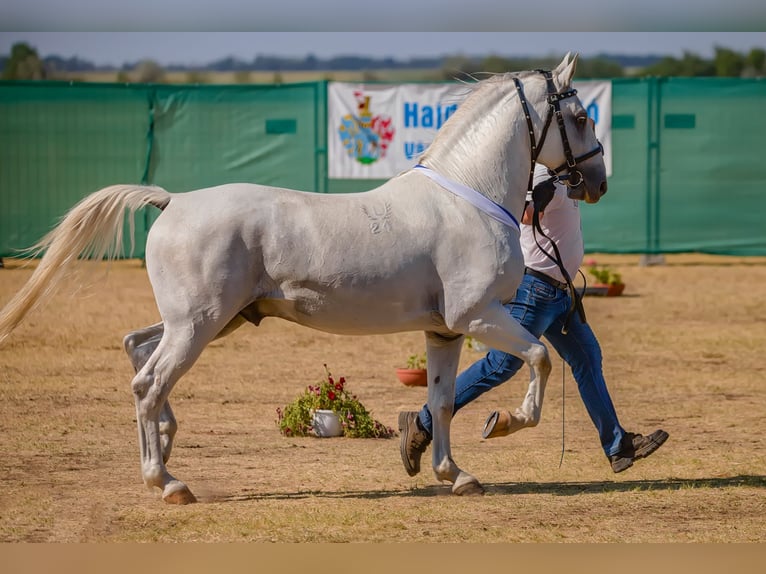 Lipizzano Stallone 5 Anni 161 cm Grigio in Vokány
