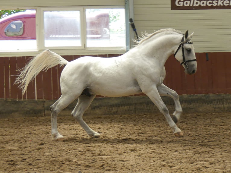 Lipizzano Stallone 5 Anni 161 cm Grigio in Vokány