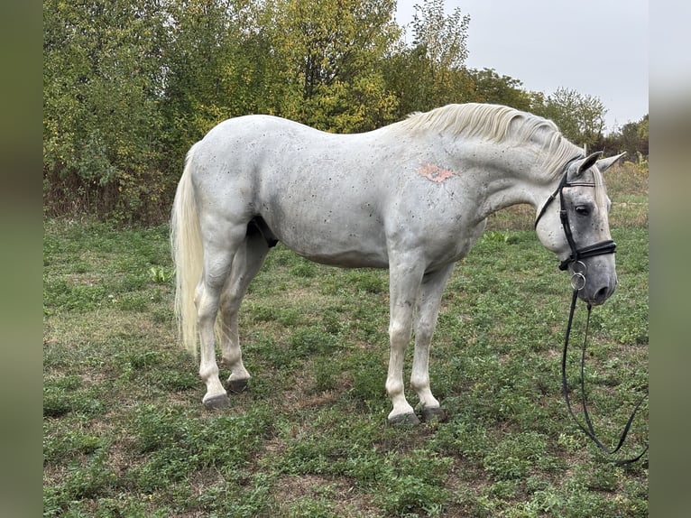 Lipizzano Stallone 7 Anni 156 cm Bianco in Đakovo
