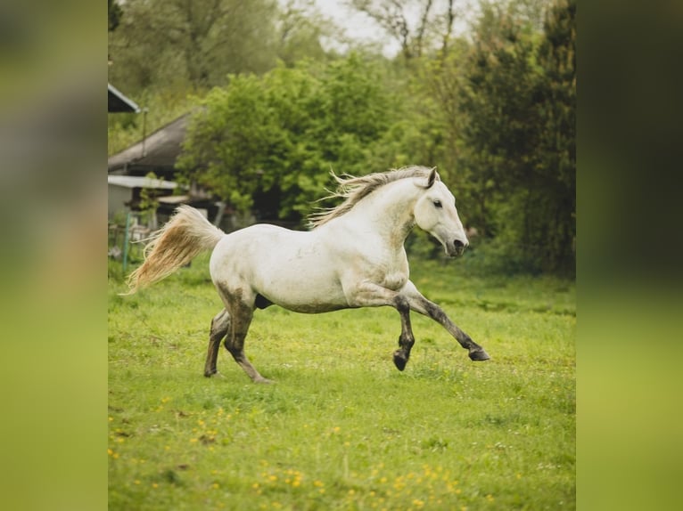 Lipizzano Stallone 7 Anni 160 cm Grigio trotinato in Bajdy