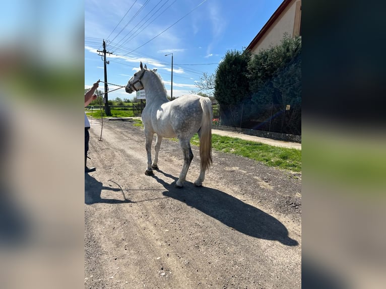 Lipizzano Stallone 8 Anni 172 cm Grigio in Berettyóújfalu Hajdú-Bihar megye