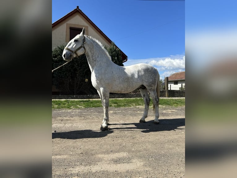 Lipizzano Stallone 8 Anni 172 cm Grigio in Berettyóújfalu Hajdú-Bihar megye