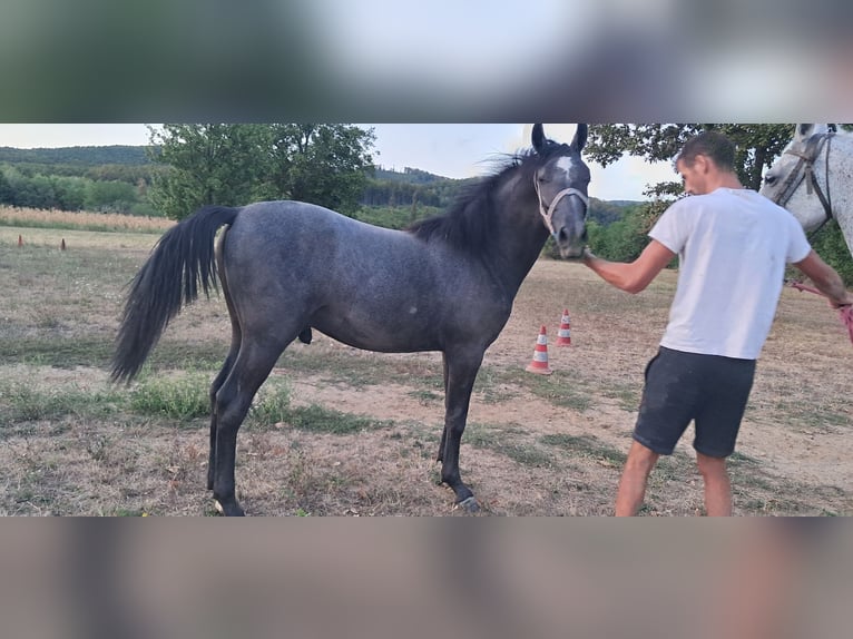 Lipizzano Stallone Grigio in Tisovac