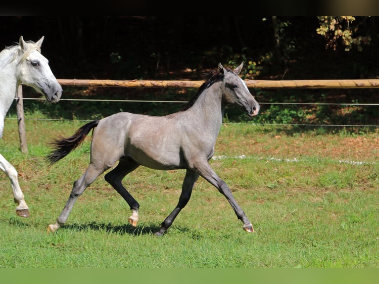 Lipizzano Stallone Puledri (04/2024) 158 cm Grigio in Radovljica