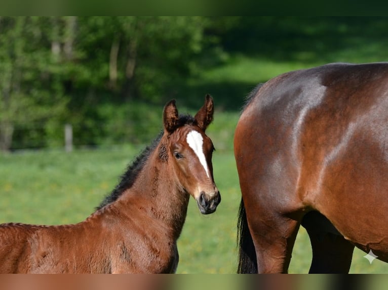 Lipizzano Stallone Puledri (04/2026) 160 cm Baio in Glanegg