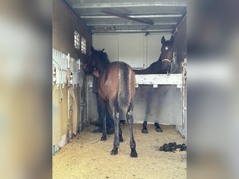 Lipizzano Stallone Puledri (04/2026) Baio in Glanegg