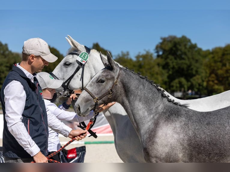 Lipizzano Stallone Puledri (05/2026)  in Idrija