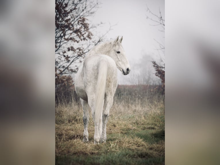Lipizzanos Caballo castrado 10 años 163 cm Tordo picazo in Dunningen