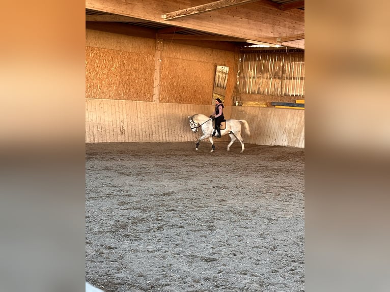 Lipizzanos Caballo castrado 10 años 163 cm Tordo picazo in Dunningen