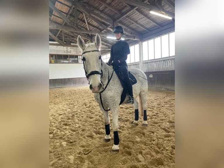 Lipizzanos Caballo castrado 10 años 164 cm Tordo picazo in N&#xFC;rnberg
