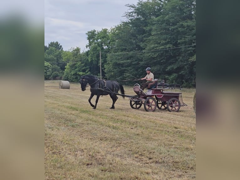 Lipizzanos Caballo castrado 11 años 160 cm Ruano azulado in Móricgát