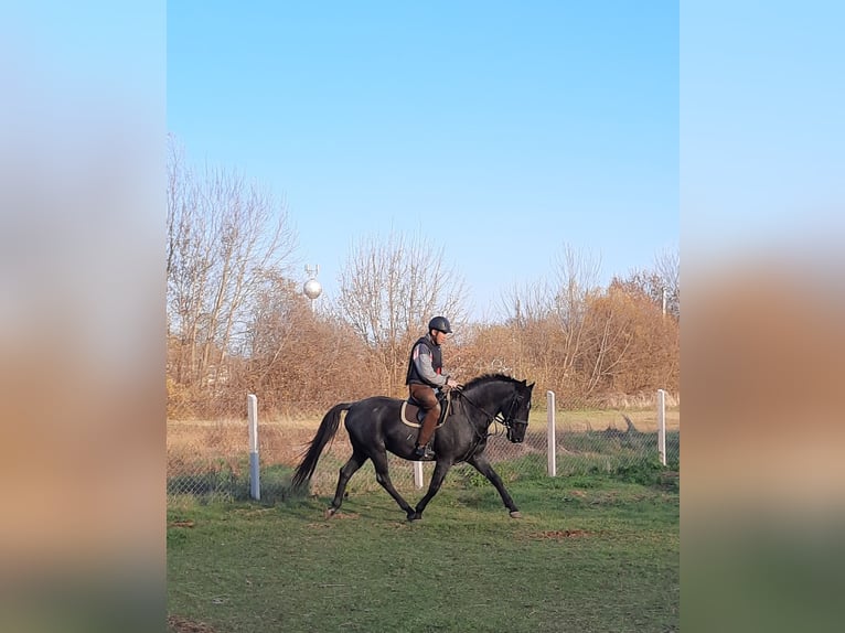 Lipizzanos Caballo castrado 11 años 160 cm Ruano azulado in Móricgát