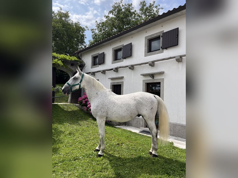 Lipizzanos Caballo castrado 11 años 164 cm White/Blanco in Sežana