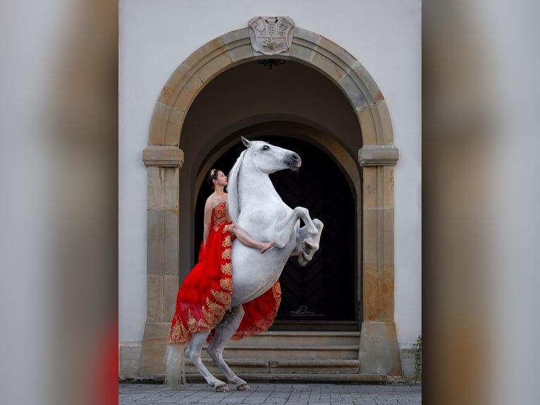 Lipizzanos Caballo castrado 12 años 161 cm Tordo in Czarna
