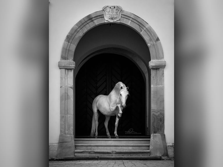 Lipizzanos Caballo castrado 12 años 161 cm Tordo in Czarna