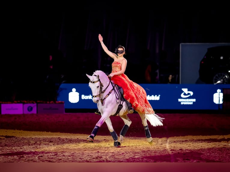 Lipizzanos Caballo castrado 12 años 161 cm Tordo in Czarna