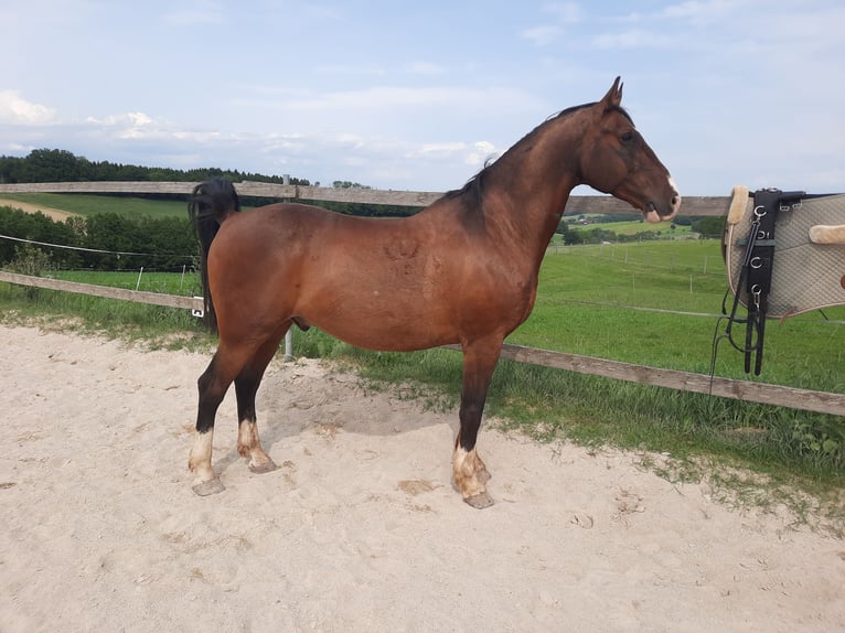 Lipizzanos Caballo castrado 13 años 152 cm Castaño in Haag Dorf