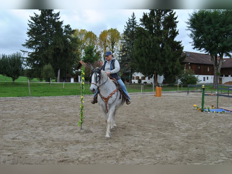 Lipizzanos Caballo castrado 13 años 160 cm Tordo in Kolbermoor