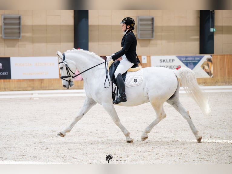 Lipizzanos Caballo castrado 13 años 161 cm Tordo in Czarna