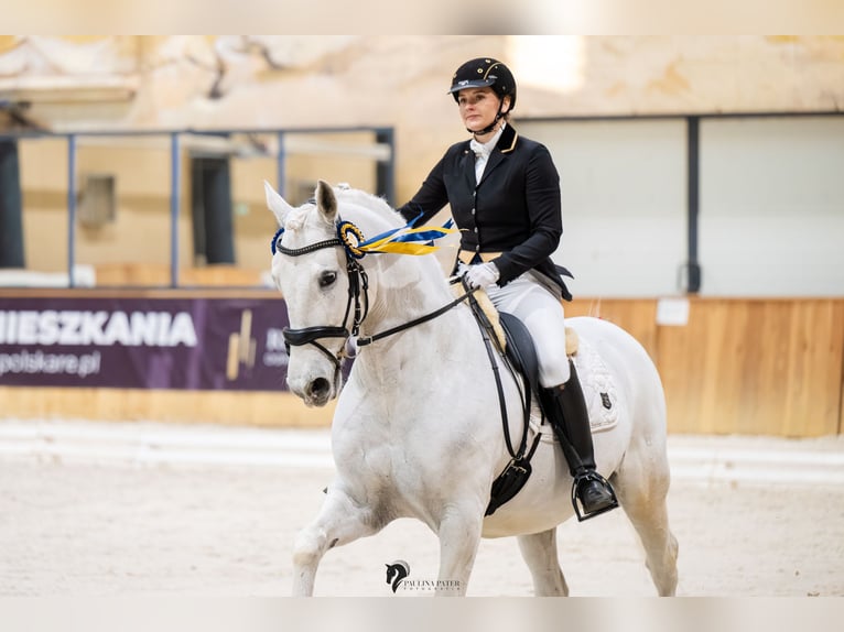 Lipizzanos Caballo castrado 13 años 161 cm Tordo in Czarna