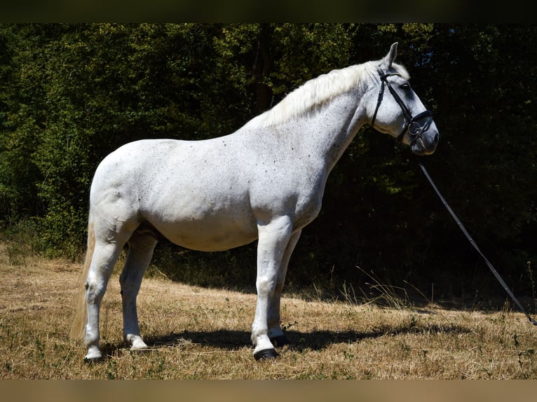 Lipizzanos Mestizo Caballo castrado 14 años 163 cm Tordo in WöglerinGrub