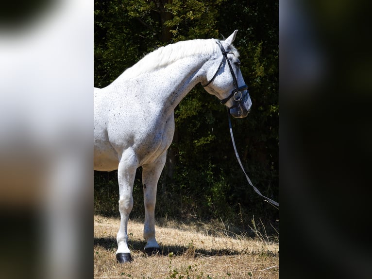 Lipizzanos Mestizo Caballo castrado 14 años 163 cm Tordo in WöglerinGrub