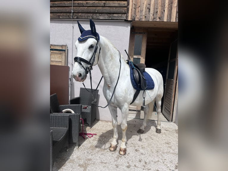 Lipizzanos Caballo castrado 15 años 152 cm Tordo in Leonstein