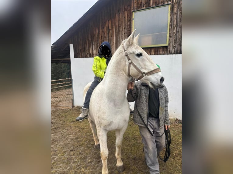 Lipizzanos Mestizo Caballo castrado 16 años 160 cm Tordo in Stiwoll